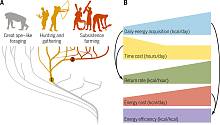 Ученые узнали, от чего зависел энергетический бюджет древних людей