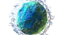 При борьбе с хроническими вирусами B-клетки нуждаются в иммунной «помощи» 