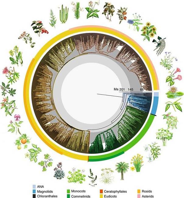 «Древо времен» показывает, как цветковые растения стали главными на Земле