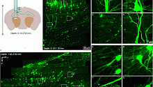 Путь к глубинам мозга: новая система позволяет детально наблюдать нейронные связи