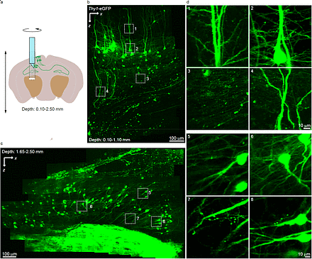 Путь к глубинам мозга: новая система позволяет детально наблюдать нейронные связи