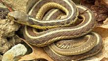 Змеи образуют стабильные социальные связи 