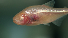 Ученые выяснили, как слепые пещерные рыбы выживают в среде с низким содержанием кислорода 
