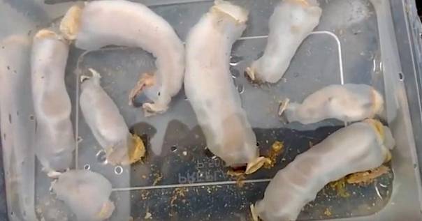 Новый родственник корабельных червей ест камни и меняет береговые линии рек