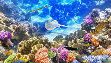 Глобальное потепление способно уничтожить кораллы