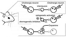 Дофамин регулирует синхронизацию активности нейронов полосатого тела