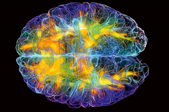 Вселенная мозга: как мы устроены? «ММ» на выставке о самом главном