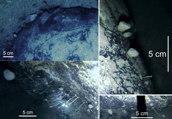 Во враждебных глубинах Антарктики обнаружены загадочные существа 