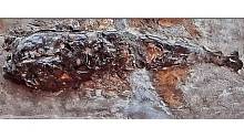 Ученые обнаружили останки древнего кальмара 