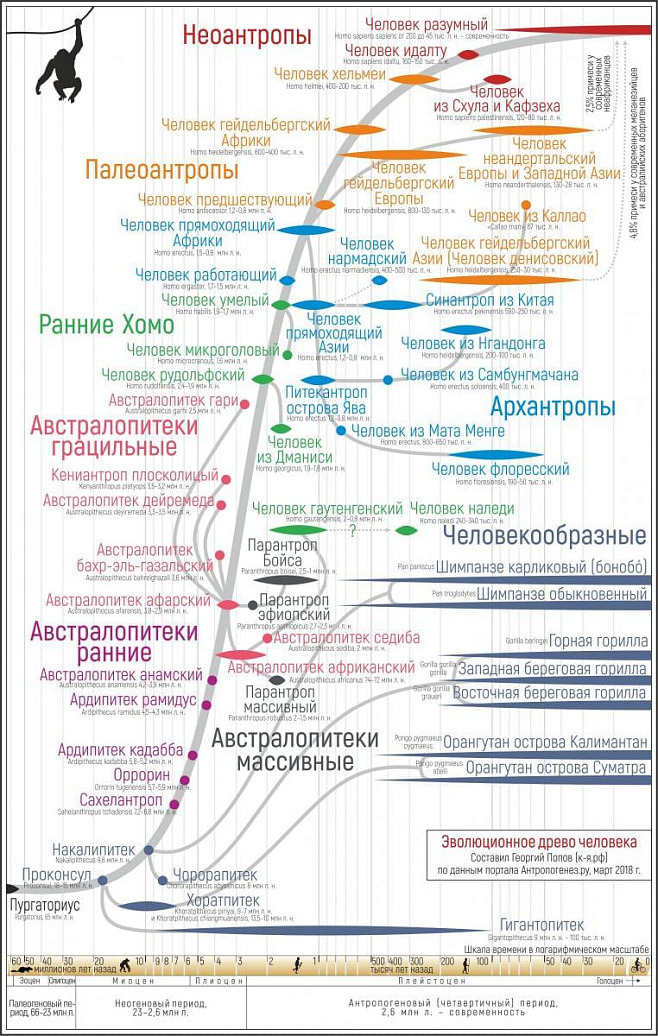 Антропогенез.ру представил новую родословную человека