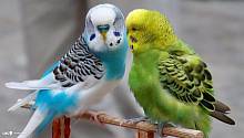 Почему волнистые попугаи разноцветные
