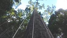 Самое высокое дерево обнаружено в Малайзии
