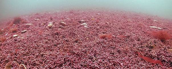 Найдены генетически уникальные представители водорослей, сохраняющих биоразнообразие Атлантического океана