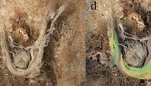 Ученые нашли нить, которая может принадлежать неандертальцам