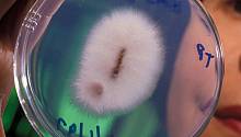 Патогенный штамм Fusarium oxysporum, вызывающий фузариозное увядание