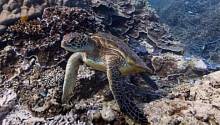 Большой барьерный риф - Google Street View