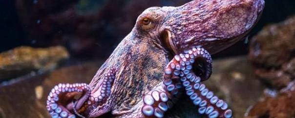 Осьминоги и кальмары эволюционируют совсем не так, как другие животные 