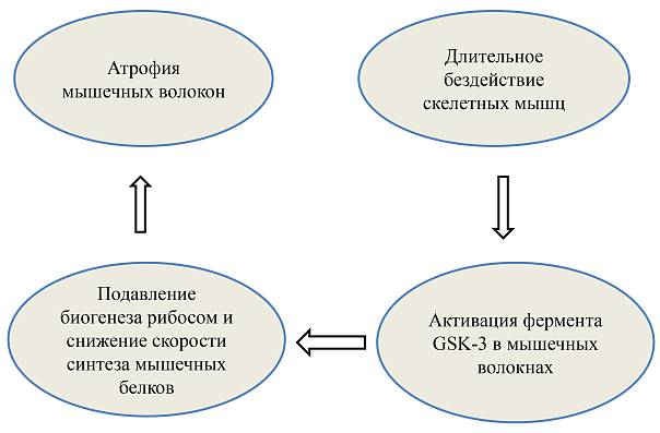 Ученые нашли способ борьбы с атрофией скелетных мышц