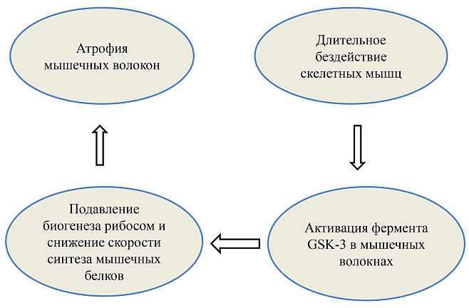 Ученые нашли способ борьбы с атрофией скелетных мышц