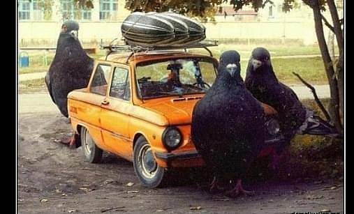 Челябинские полицейские подстрелили грибника во время учений