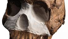 Homo naledi – одно из главных археологических открытий уходящего десятилетия 
