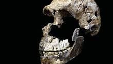 Раскрыт настоящий возраст пещерных людей из «Колыбели человечества»