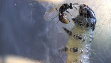 Colpoclypeus florus