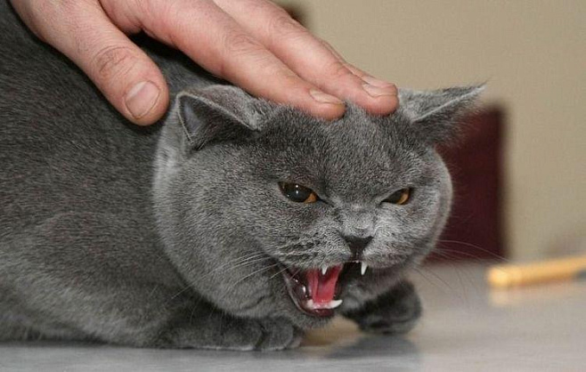 Кошки становятся злыми из-за своих хозяев
