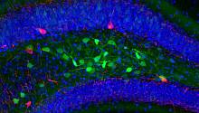  «Термогенетические технологии для управления активностью нервных сетей in vivo»: новое исследование ученых РНИМУ