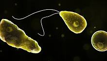 Naegleria fowleri: правда ли амёба может убить и как избежать заражения?