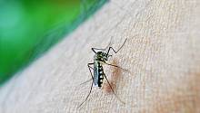 Целенаправленно инфицированные комары могут сократить число случаев заражения лихорадкой денге