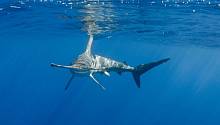 Морские животные могут проплыть тысячи километров, чтобы спастись от нагретой воды 