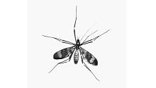 Комар в городе: ждать ли от него малярию, денге и Зику?