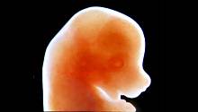 Ученым удалось вырастить эмбрионы мышей в мензурке 