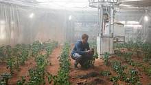 NASA выращивает картофель в марсианских условиях 