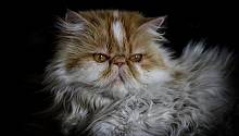 Из-за людей некоторые породы кошек имеют навечно застывшие гримасы на мордах