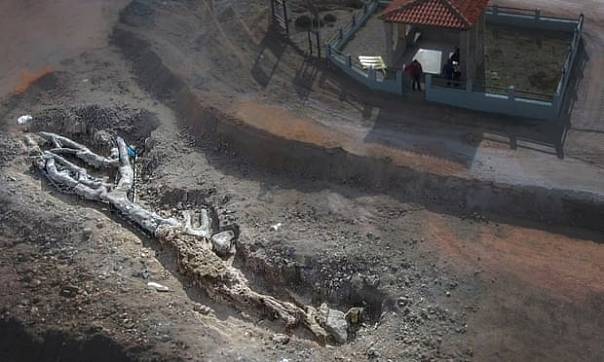 На острове Лесбос нашли уникальное окаменевшее дерево возрастом в 20 миллионов лет 