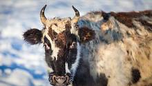  Якутская корова – источник ценных омега-3 жирных кислот