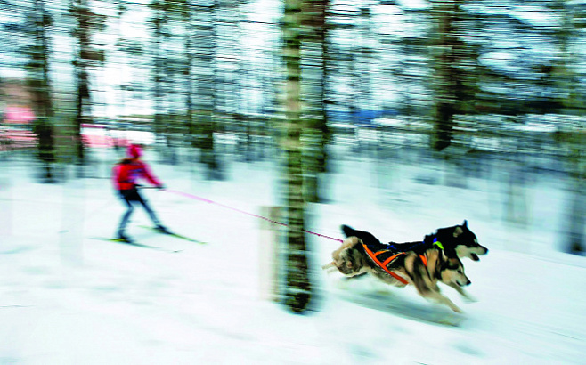 Лыжи + собаки = скиджоринг