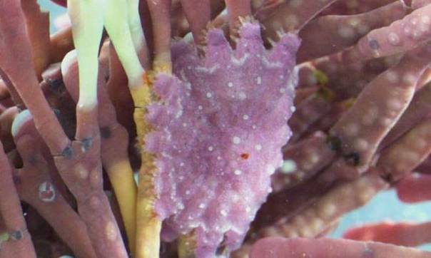 Ученые ищут возможности спасти Большой Барьерный риф от голодных морских звезд
