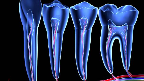 Создан детальный атлас клеток человеческих зубов