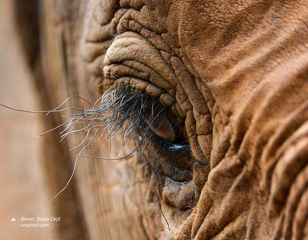 Фото: Sneha Cecil unsplash.com