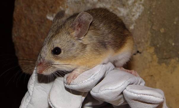 Мышь-альпинист покоряет высочайший из вулканов