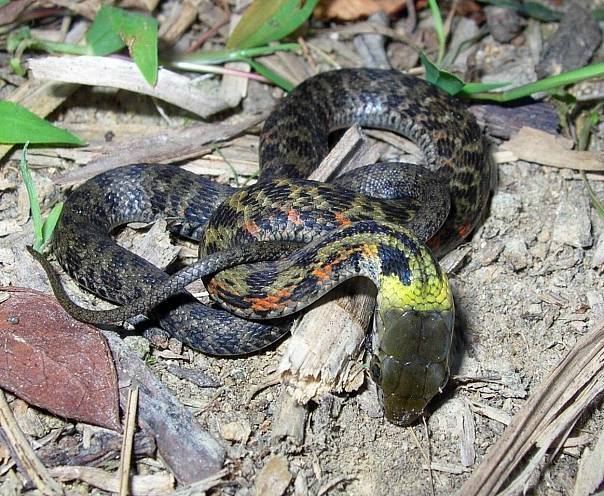 Ученые обнаружили удивительные эволюционные изменения у змей