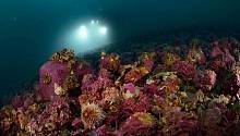 Ученые удивлены способностями морских ежей к регенерации