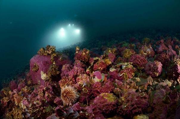 Ученые удивлены способностями морских ежей к регенерации