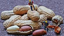 Ученые нашли, как можно избавиться от арахисовой аллергии