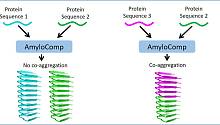 Генетики СПбГУ создали первую в мире программу по поиску амилоидов, включающих разные белки
