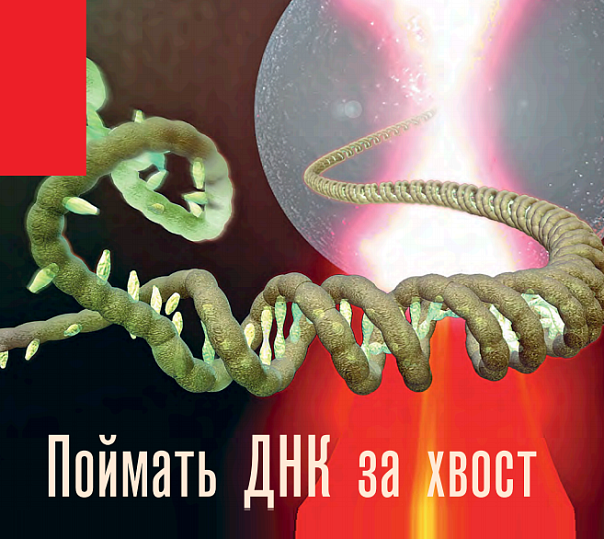 Поймать ДНК за хвост