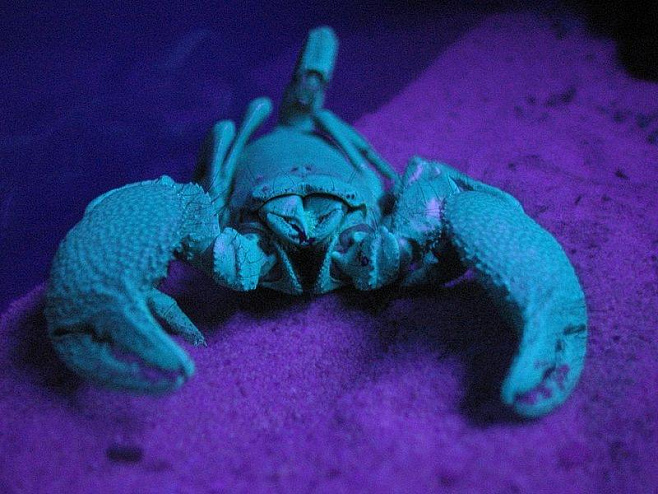 «А вы знали, что скорпионы светятся под ультрафиолетом?»